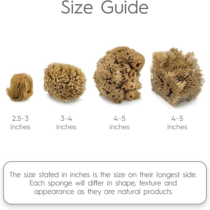 Naroa Artist Natural Sea Sponges for Painting 4 Pack | Unique Tool Set Unbleached | Great for Artists & Children | Acrylic, Watercolor, Marbling, Texturing, Pottery, Ceramics
